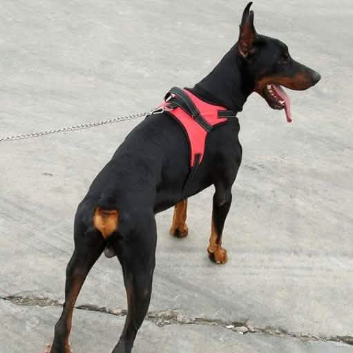 Dog Soft Adjustable Harness